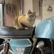The Cat Man