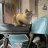 The Cat Man
