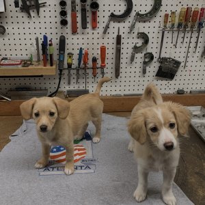 New pups.JPG